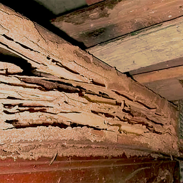 Photo of termite damage to floor joist.